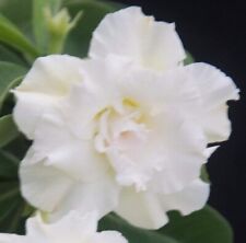 Graines adenium obesum d'occasion  Sanary-sur-Mer