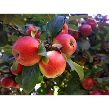 apple tree rounds for sale apple tree rounds for sale Phoenix