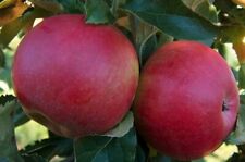 Apple tree novosibirski for sale  BARNSLEY