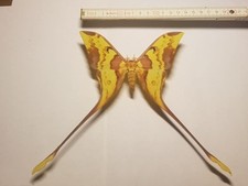 Actias maenas männchen gebraucht kaufen  Halle