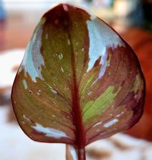 Holy philodendron white for sale  Glenmoore