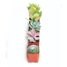 Shop succulents assortment for sale  Houston