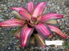 Bromeliad neoregelia hate for sale  USA