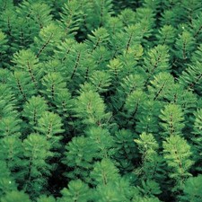 Myriophyllum brasiliens bunche for sale  SKEGNESS