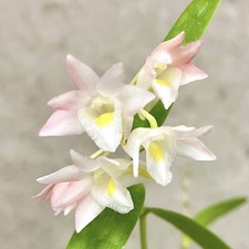 Dendrobium sekarpuro sapphirec for sale  USA