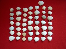 Herzmuscheln muscheln stsee gebraucht kaufen  Torgau