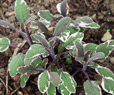 Tricolour sage plant for sale  WORKSOP