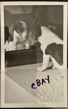 Rppc beagle puppy for sale  Longmont