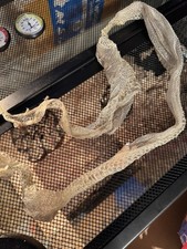 Adult ball python for sale  San Jose