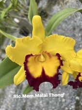 Rare cattleya rlc. for sale  HALSTEAD