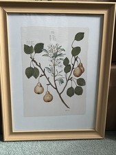 botanical art for sale botanical art for sale KENDAL