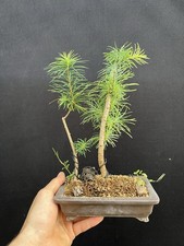 Japanese larch duo d'occasion  Expédié en Belgium