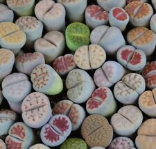 Lithops seeds living for sale  LONDON
