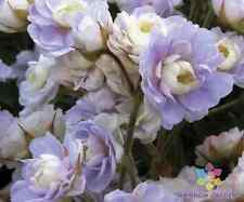 Summer skies geranium for sale  Spring City