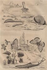 Lugworm.argonaut .fritillary b for sale  LONDON