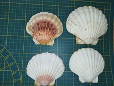 Jakobs muscheln mitgebracht gebraucht kaufen  Essen