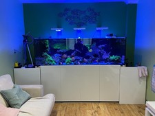 Salt water fish for sale  PETERBOROUGH