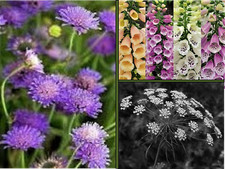 Wildflower mix seeds for sale  SOUTH CROYDON