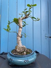 Ficus microcarpa indoor for sale  ROTHERHAM