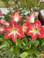 Large amaryllis bulbs for sale  Riverview