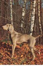 Chiens mk246 chien d'occasion  France