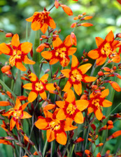 crocosmia orange for sale crocosmia orange for sale Pittsford