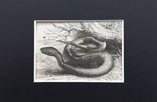 Asp venomous snake for sale  NORWICH