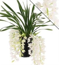 Cymbidium sarah jean for sale  SOUTHAMPTON