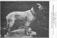 Setter anglais gravure d'occasion  Vasles