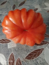 6xyoung tomato plants for sale  LONDON