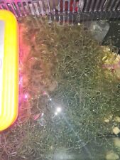 Cheato algae cheatomorpha for sale  DURSLEY