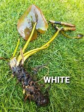 Pond lily white for sale  SHEERNESS