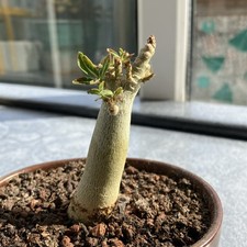 adenium obesum for sale adenium obesum for sale BIRCHINGTON