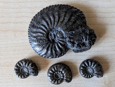 Seltenes lot ammoniten gebraucht kaufen  Rostock