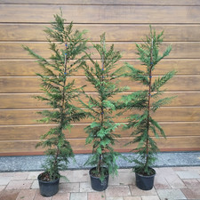 Leylandii 150 170 usato  Olgiate Molgora