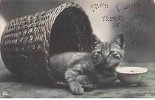 Chats 77029 chat d'occasion  France