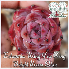 Echeveria ming yue for sale  TUNBRIDGE WELLS
