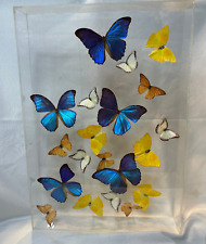 Real butterflies mounted for sale  White Marsh