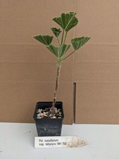 Pelargonium cucullatum ssp gebraucht kaufen  Stuttgart