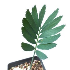 Encephalartos arenarius cicade usato  Napoli