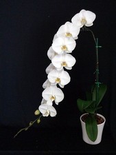 Phalaenopsis sogo yukidian for sale  Conroe