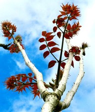 Aralia elata albero usato  Napoli