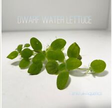 Leaf dwarf water for sale  Lake in the Hills