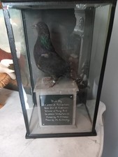 Vintage racing pigeon for sale  BURNLEY