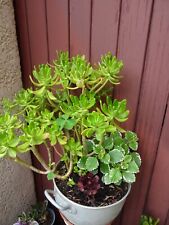 Belle potée crassula d'occasion  Saint-Cyprien