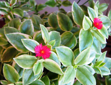 Variegated baby sun for sale  Palm Bay