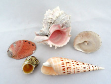 Genuine specimen mixed for sale  Palm Desert