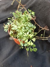 Terrarienpflanze farn elaphogl gebraucht kaufen  Lichtentanne