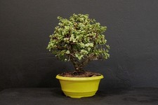 plant jade succulant for sale plant jade succulant for sale North Fort Myers