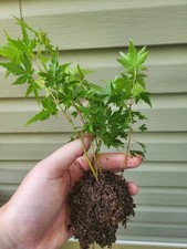 Japanese green maple for sale  Senoia
